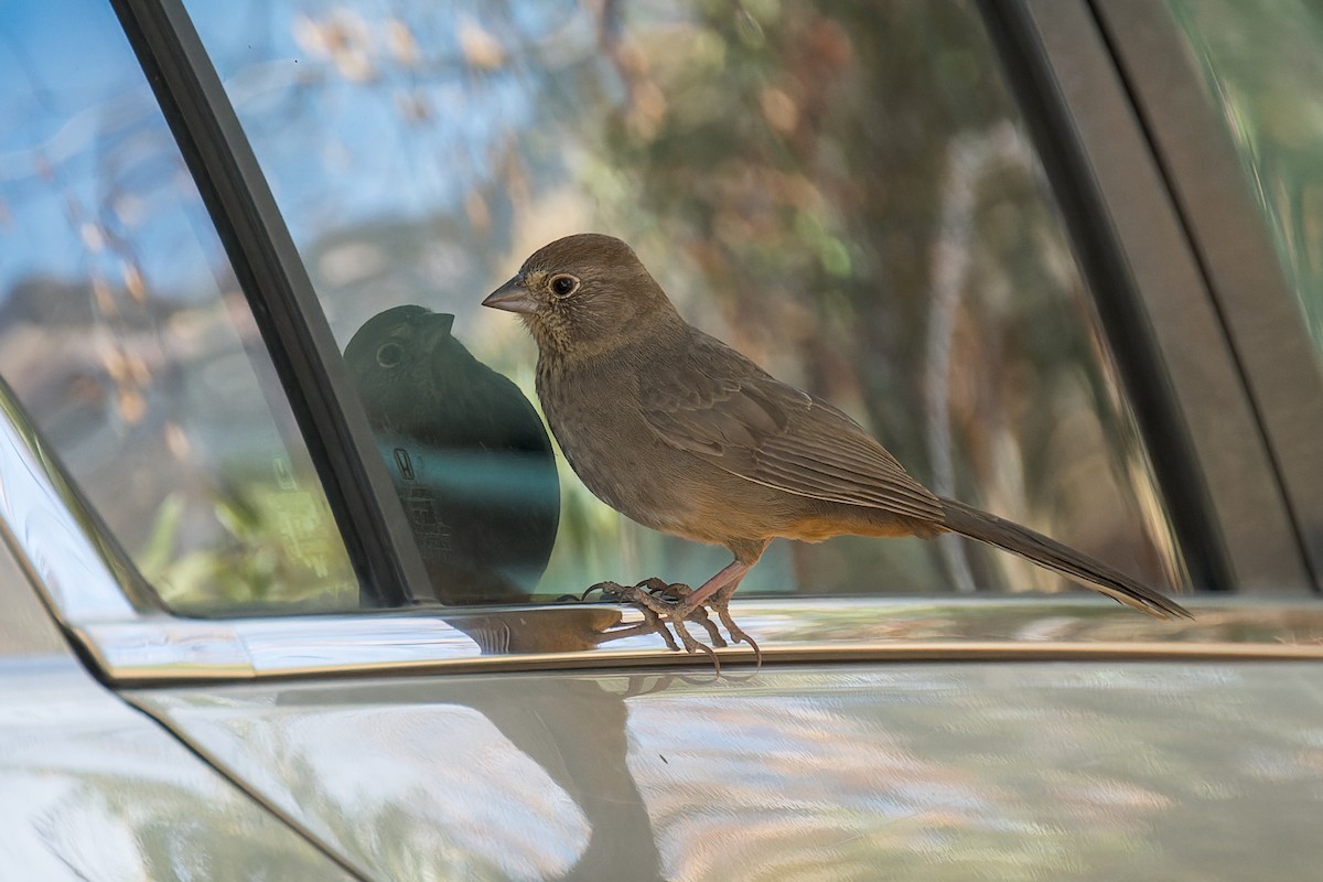 Canyon Towhee - ML646092508