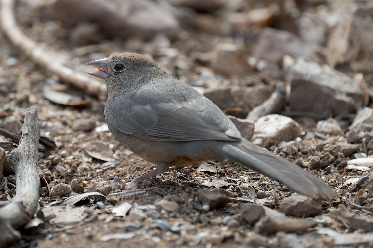 Canyon Towhee - ML646092511