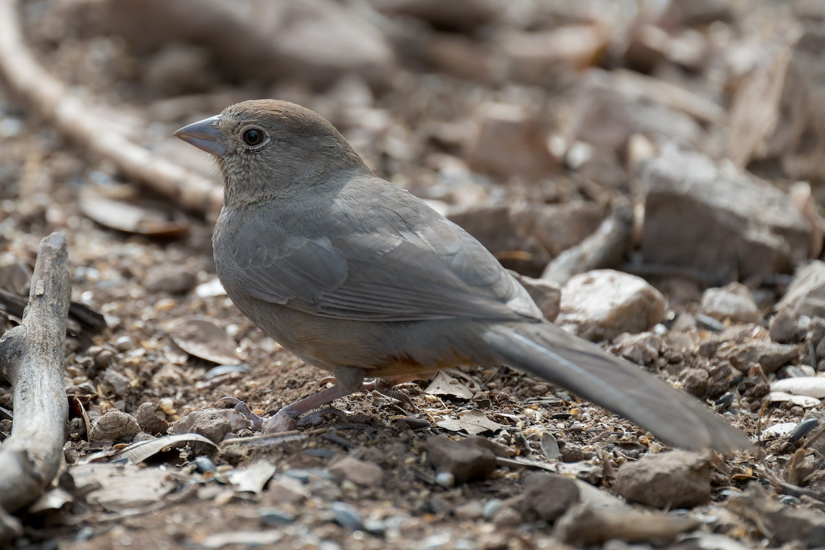 Canyon Towhee - ML646092513
