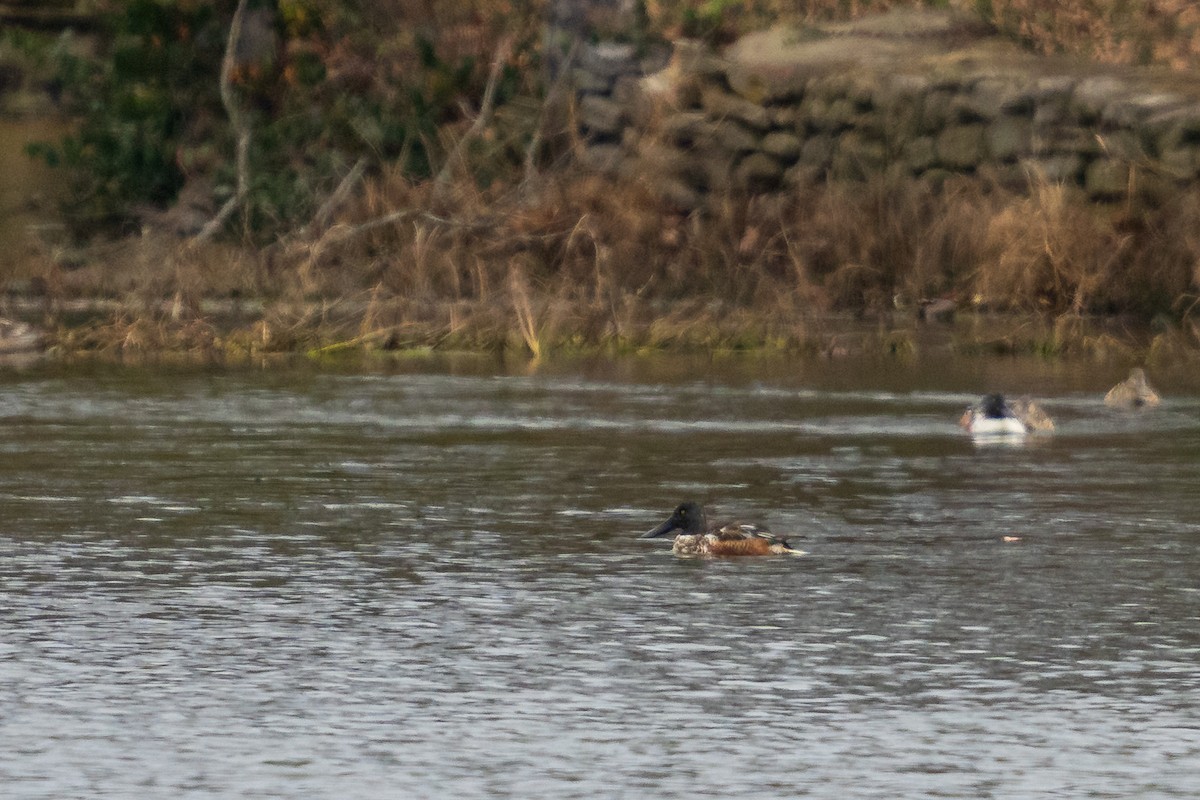 Northern Shoveler - ML646092515