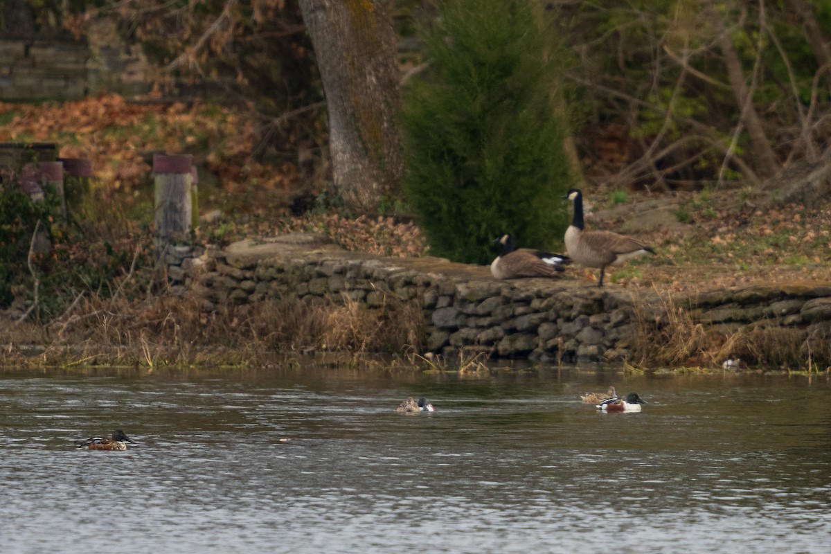 Northern Shoveler - ML646092518