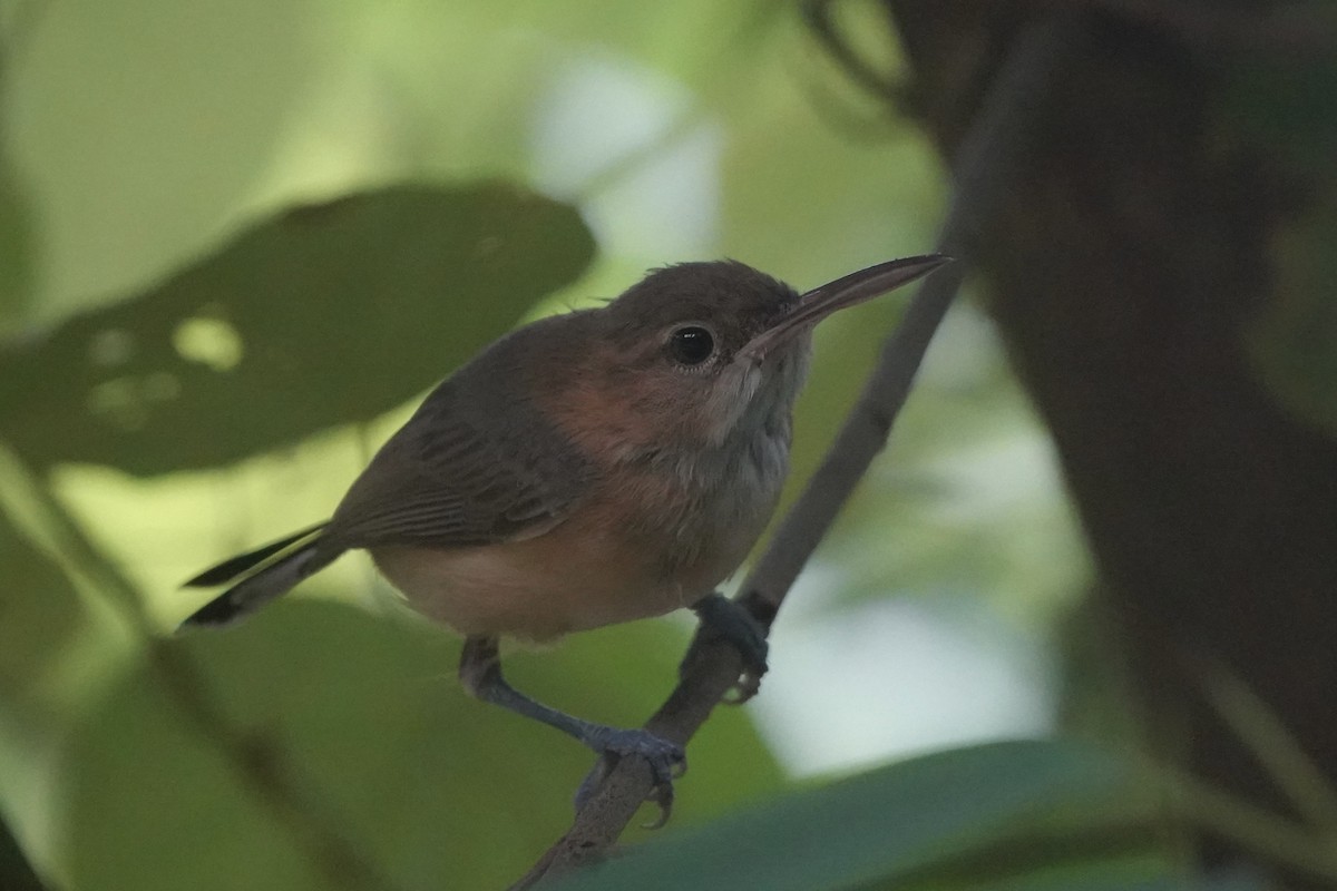Long-billed Gnatwren - ML646092520