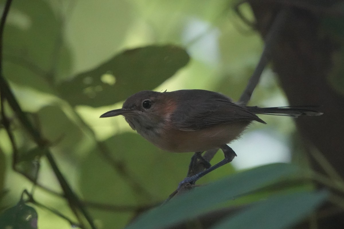 Long-billed Gnatwren - ML646092521