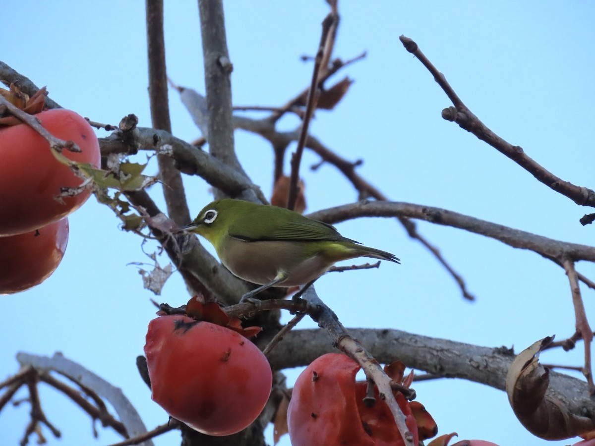 Окулярник японський - ML646092525