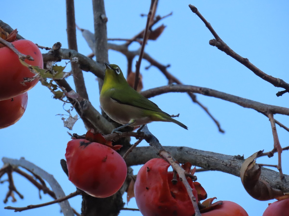 Warbling White-eye - ML646092526