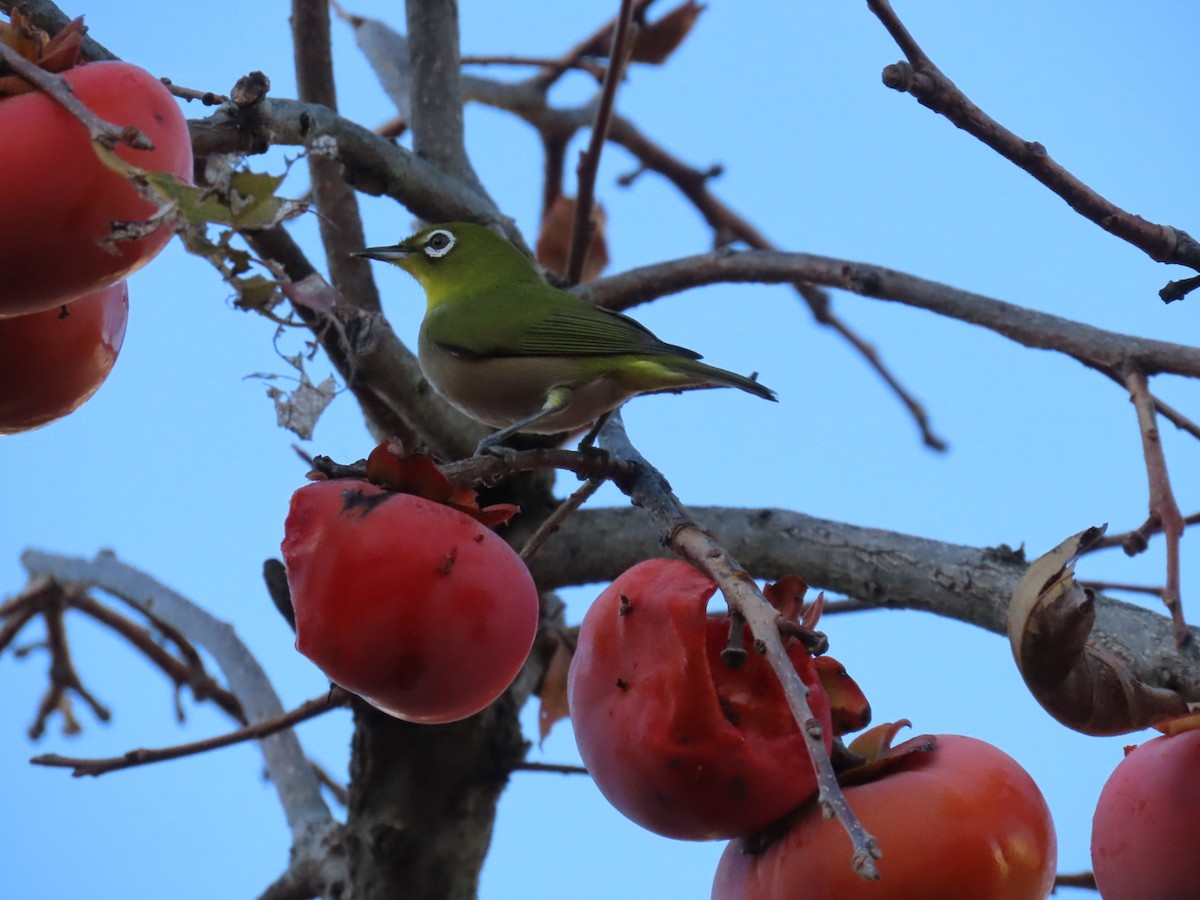 Warbling White-eye - ML646092527