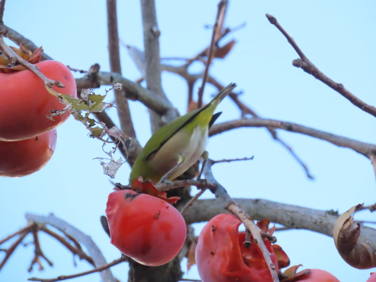 Окулярник японський - ML646092528