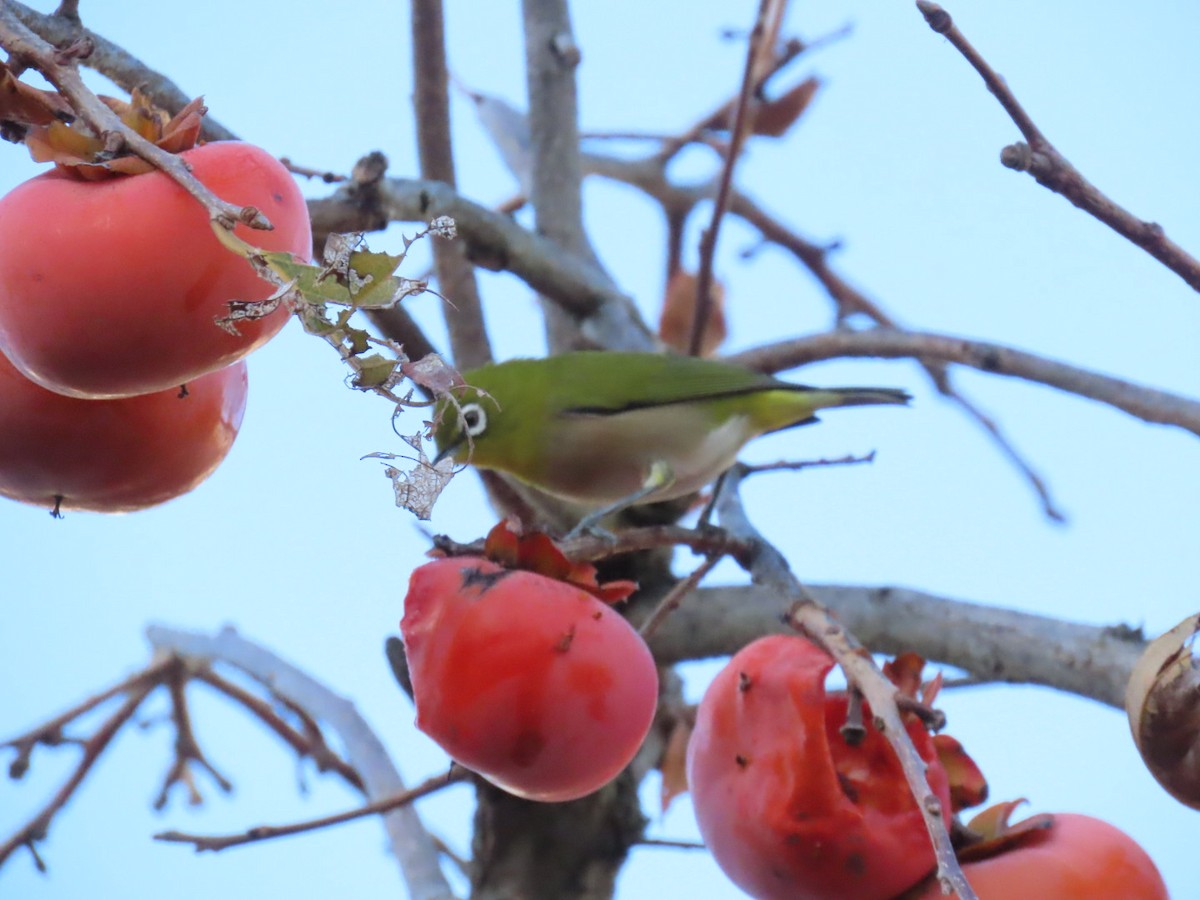 Окулярник японський - ML646092529