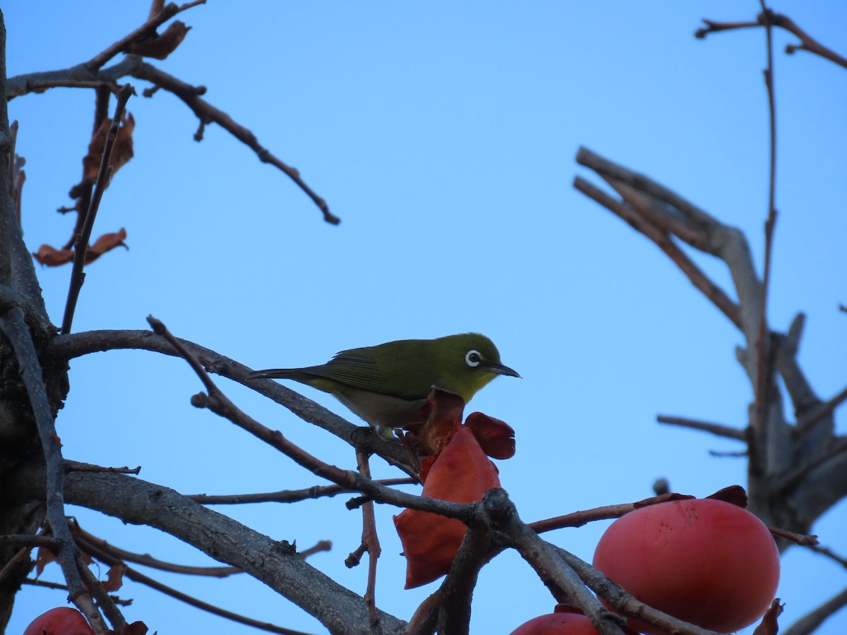 Окулярник японський - ML646092530