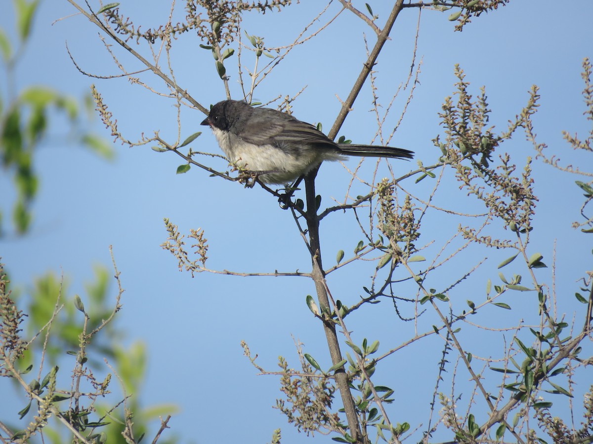 Black-capped Warbling Finch - ML646092531