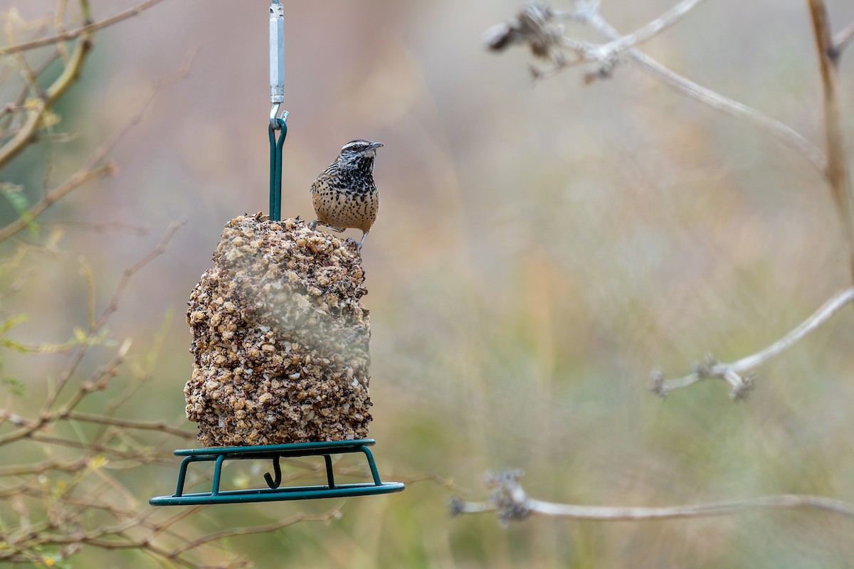 Cactus Wren - ML646092535