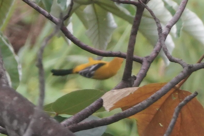 Yellow Oriole - ML646092537