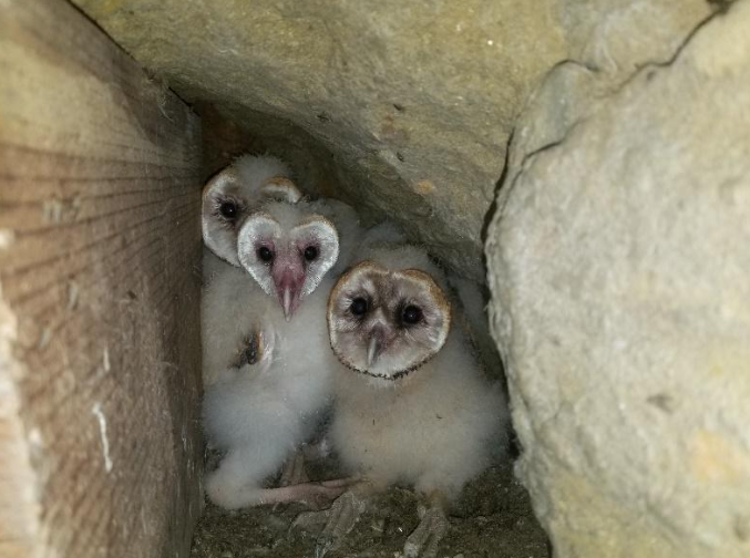 American Barn Owl - ML646092538