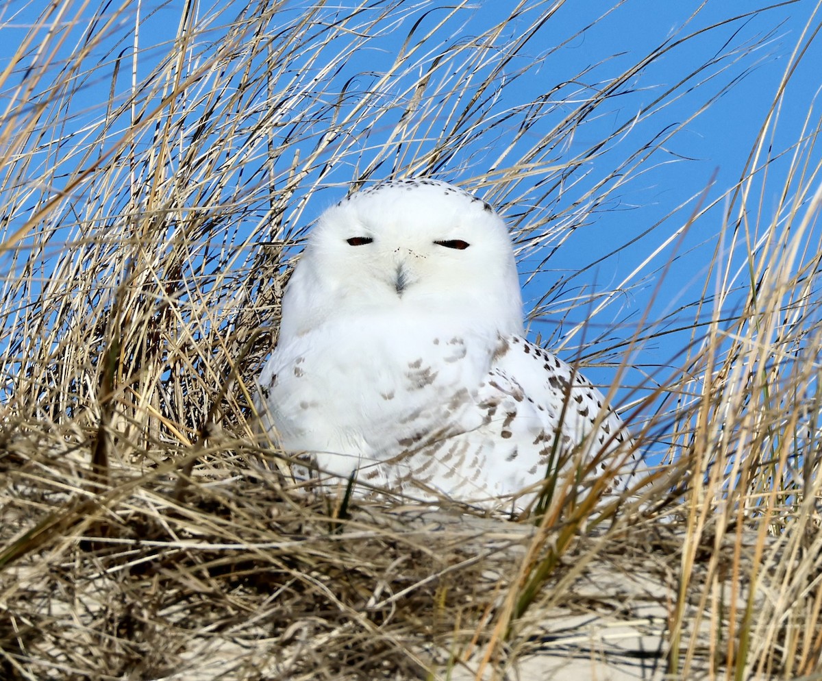 Snowy Owl - ML646092539