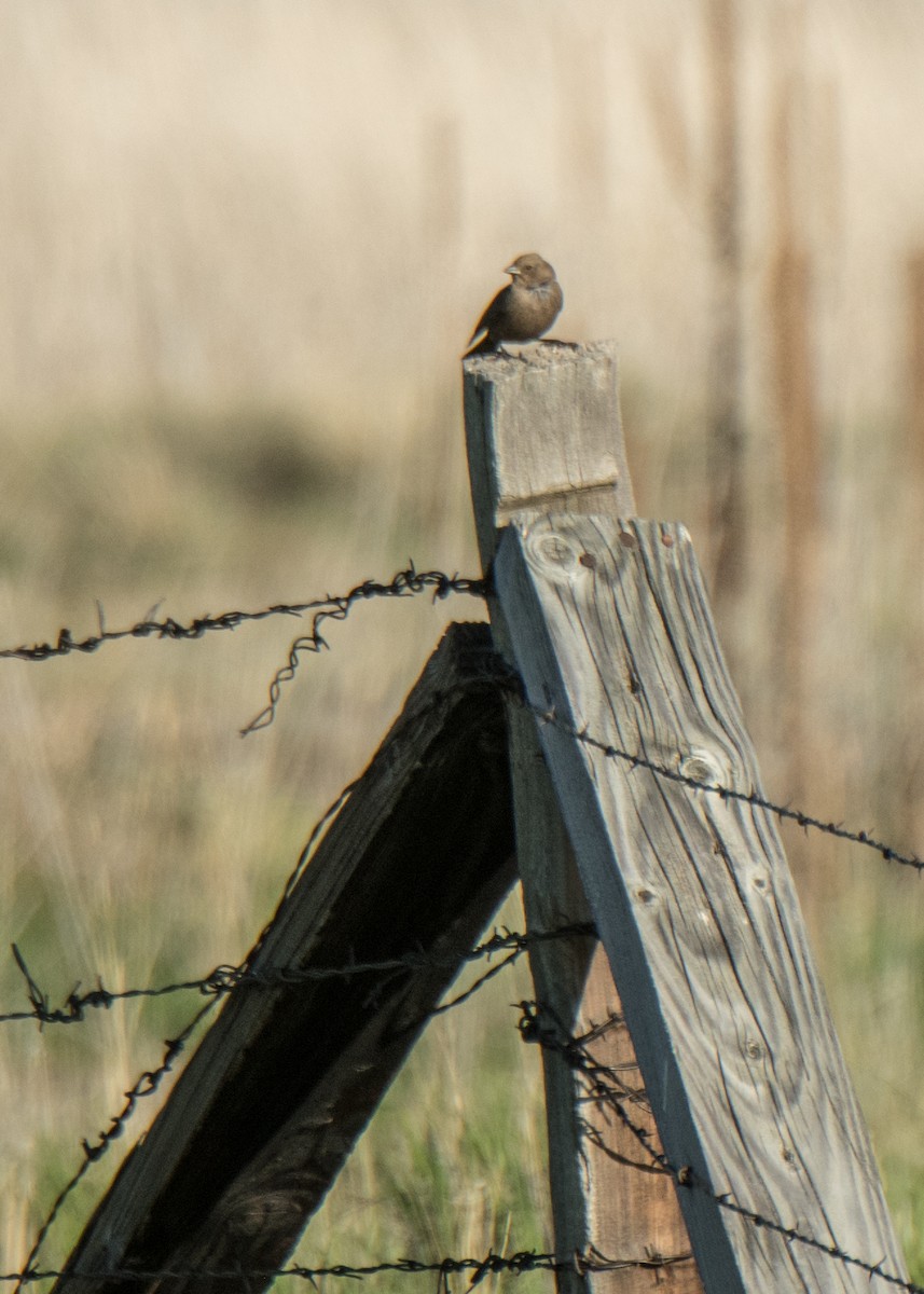 Braunkopf-Kuhstärling - ML646092542