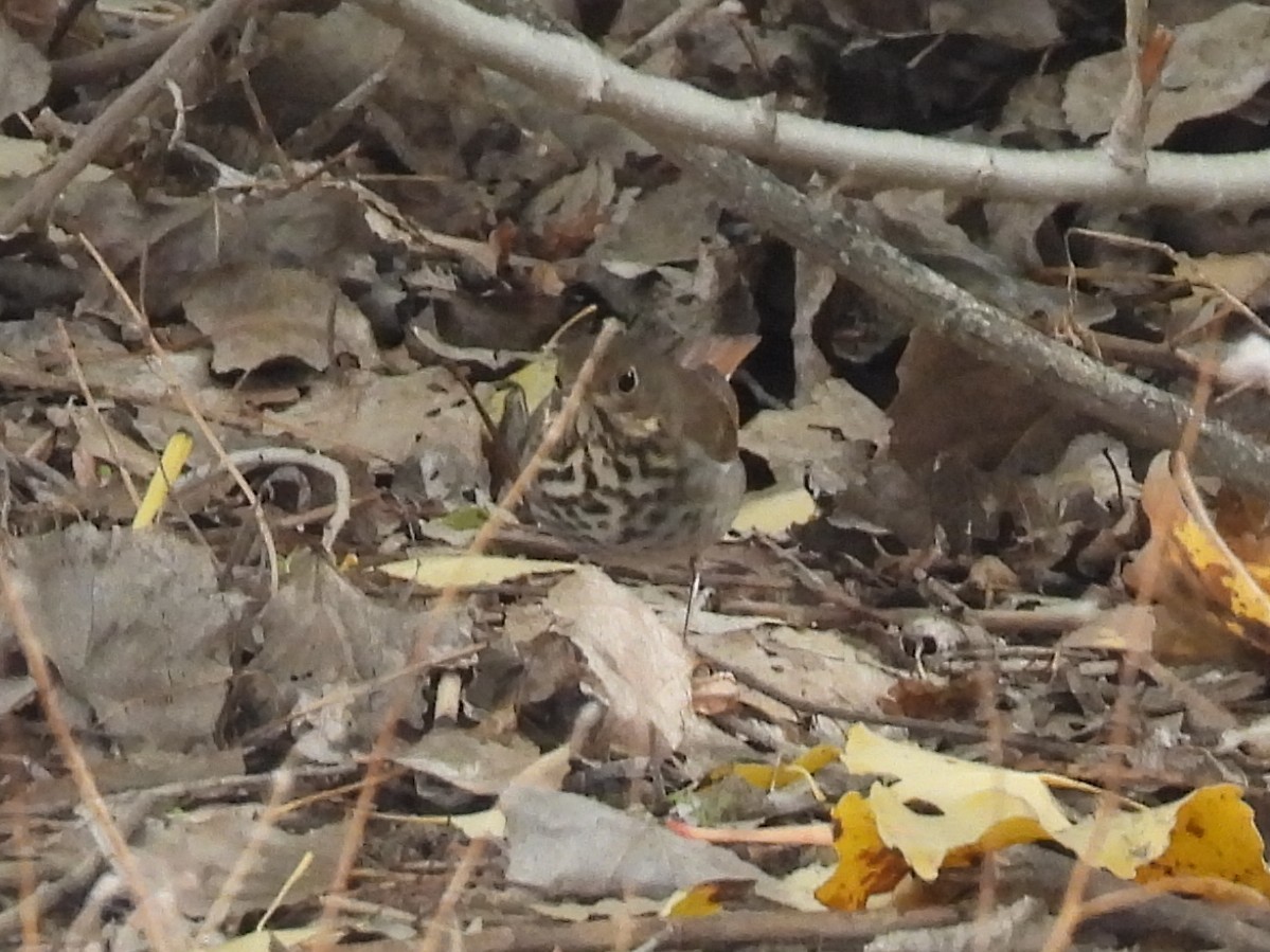 eremittskogtrost - ML646092544