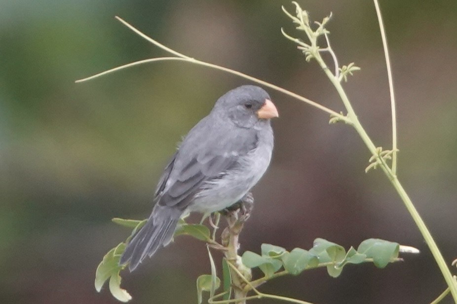 Gray Seedeater - ML646092553