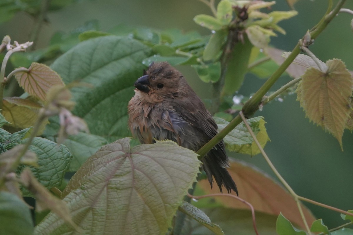 Gray Seedeater - ML646092554