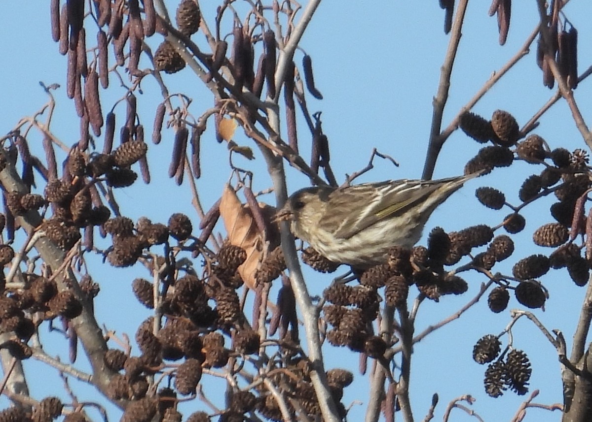 stripesisik - ML646092556