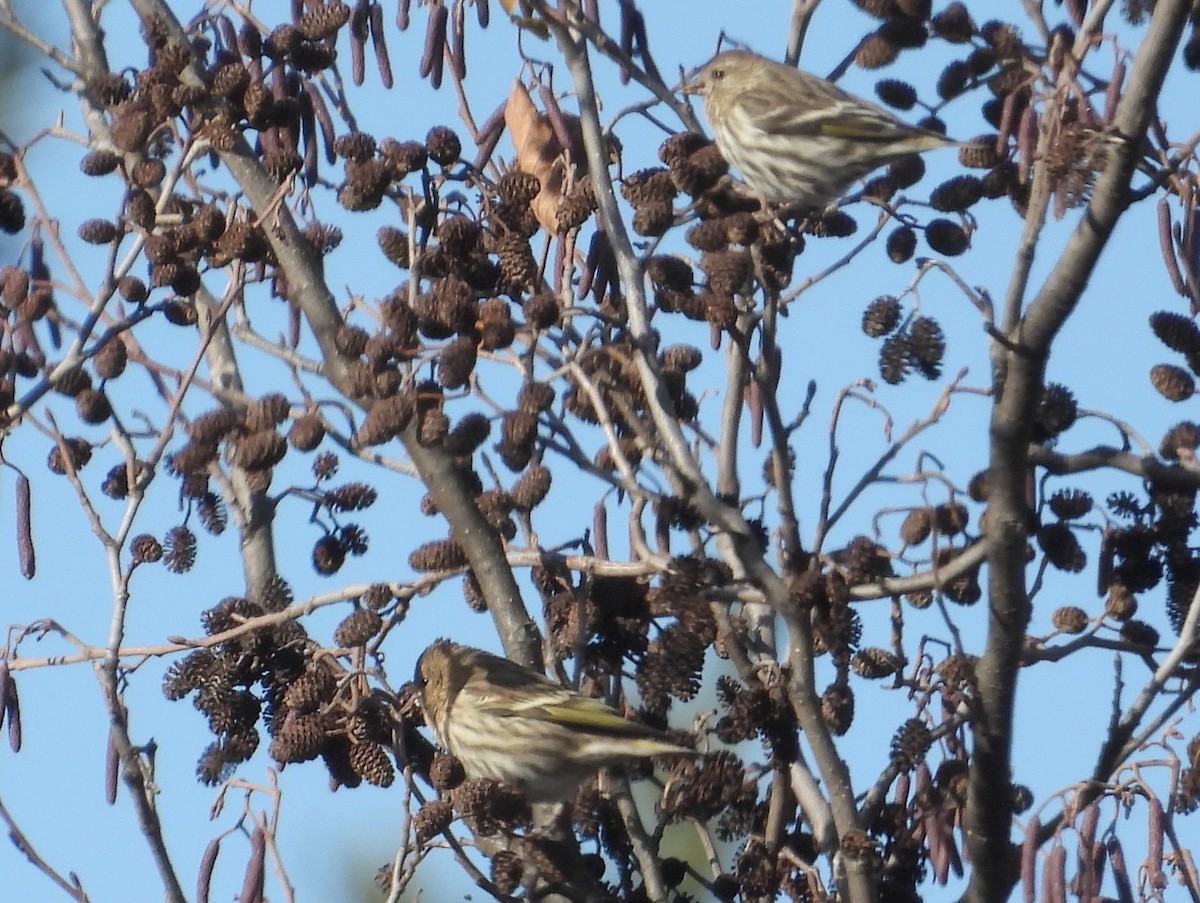 stripesisik - ML646092557