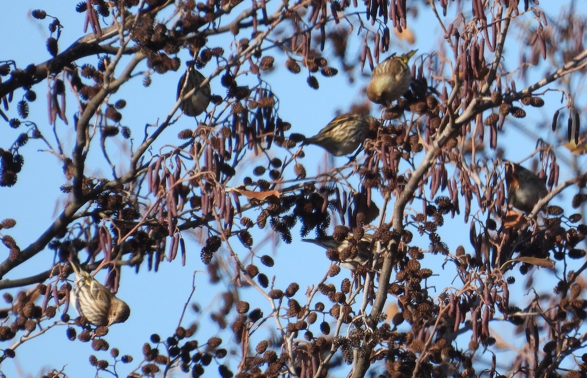 stripesisik - ML646092559