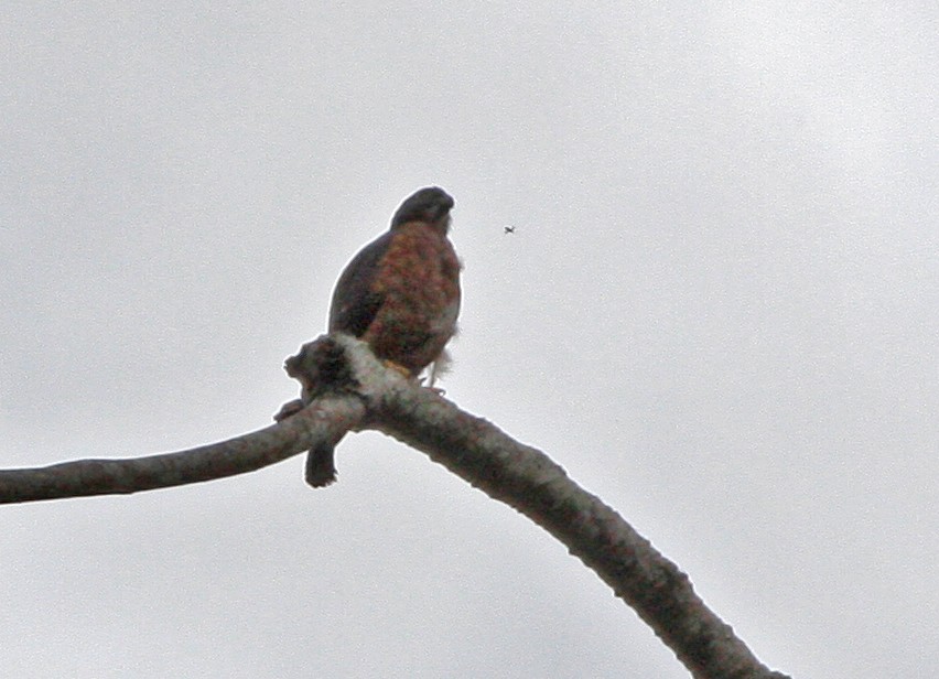 Double-toothed Kite - ML646092562