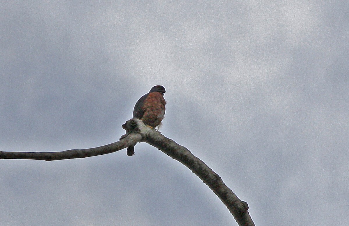Double-toothed Kite - ML646092563