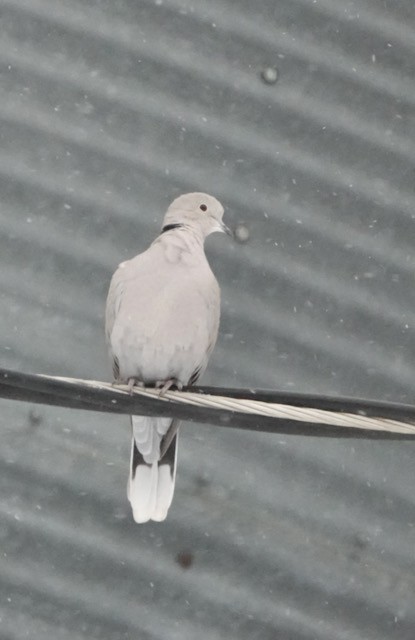 Eurasian Collared-Dove - ML646092573