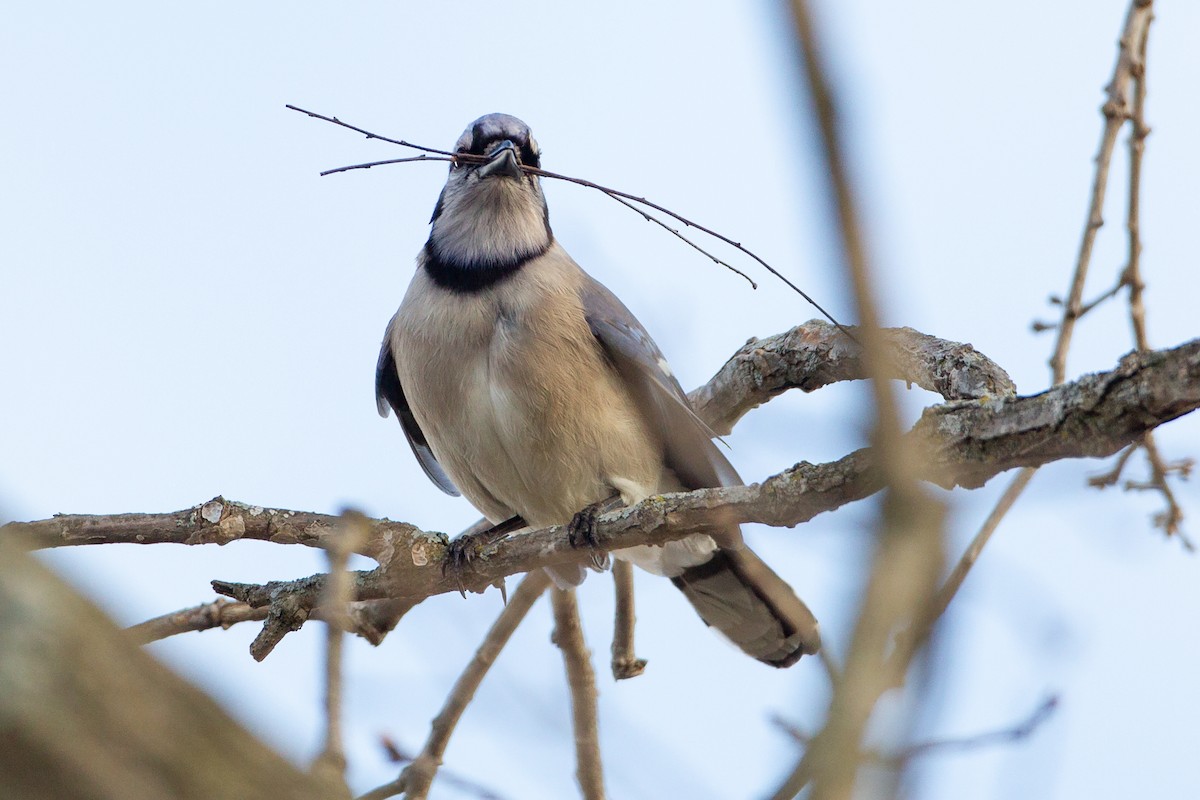 Сизойка блакитна - ML646092577