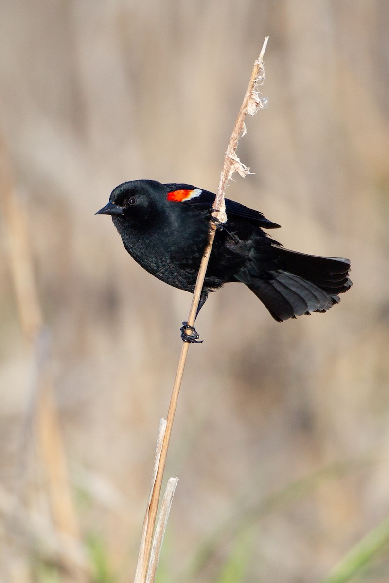 Red-winged Blackbird - ML646092586