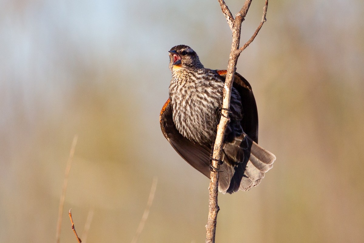 Red-winged Blackbird - ML646092587