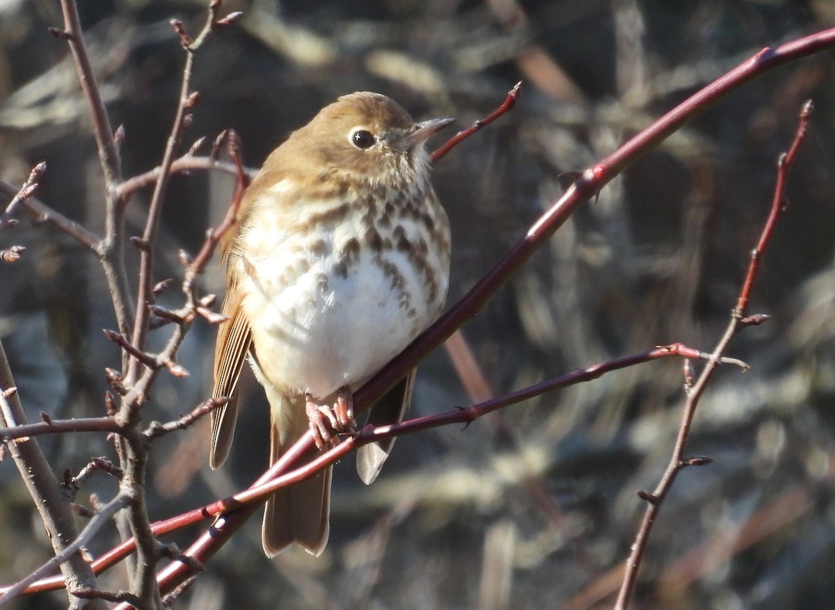 eremittskogtrost - ML646092589