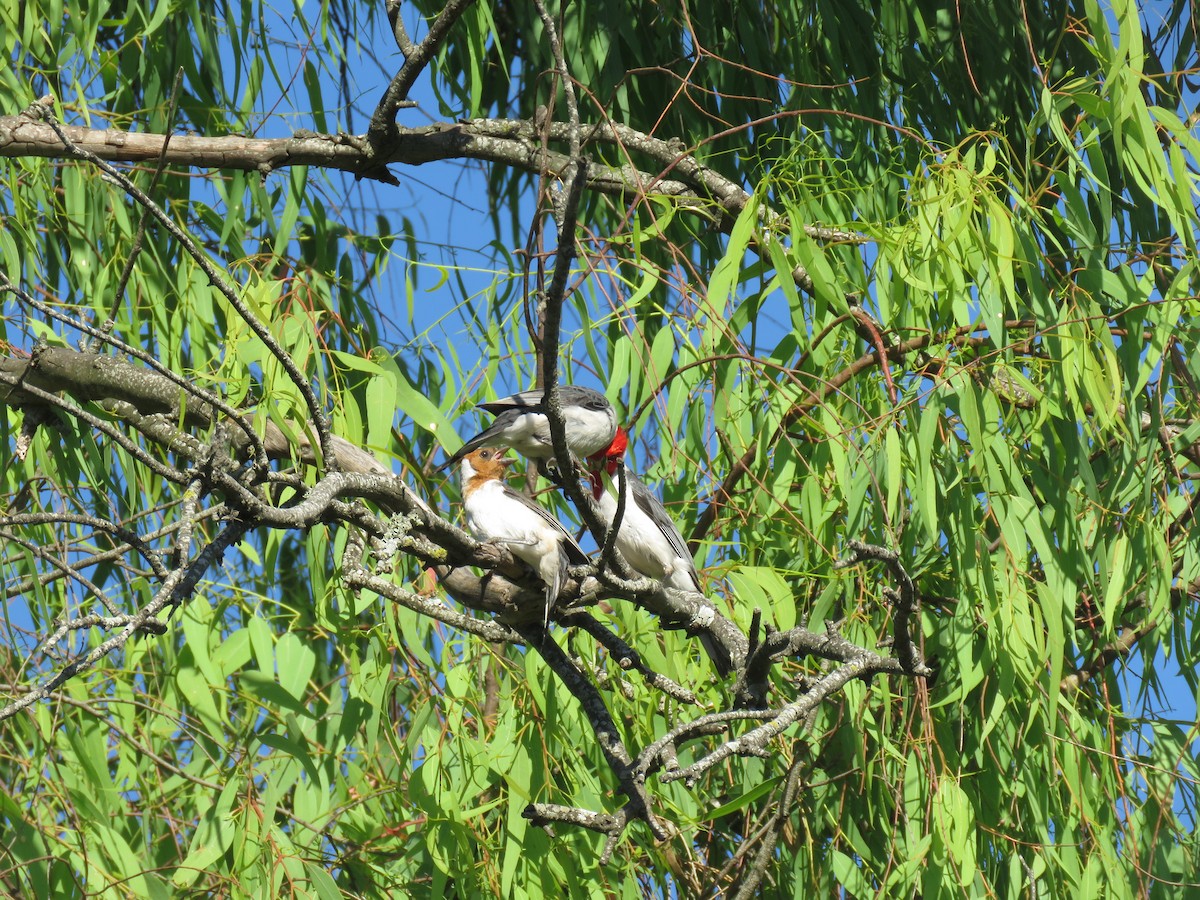 Red-crested Cardinal - ML646092606