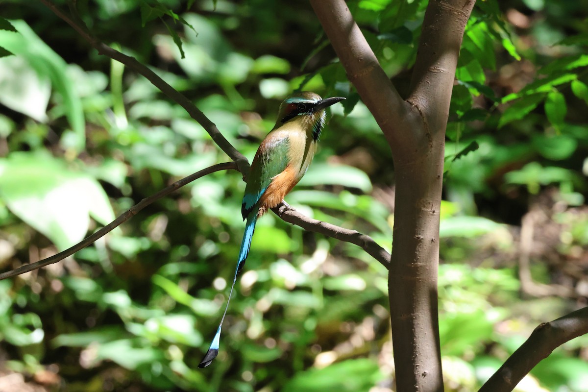 Turquoise-browed Motmot - ML646092607