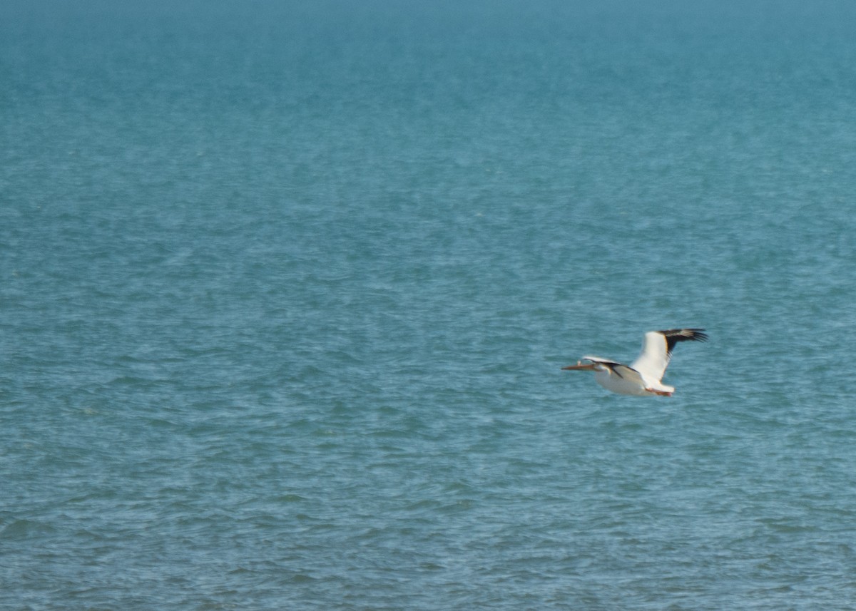 Nashornpelikan - ML646092615