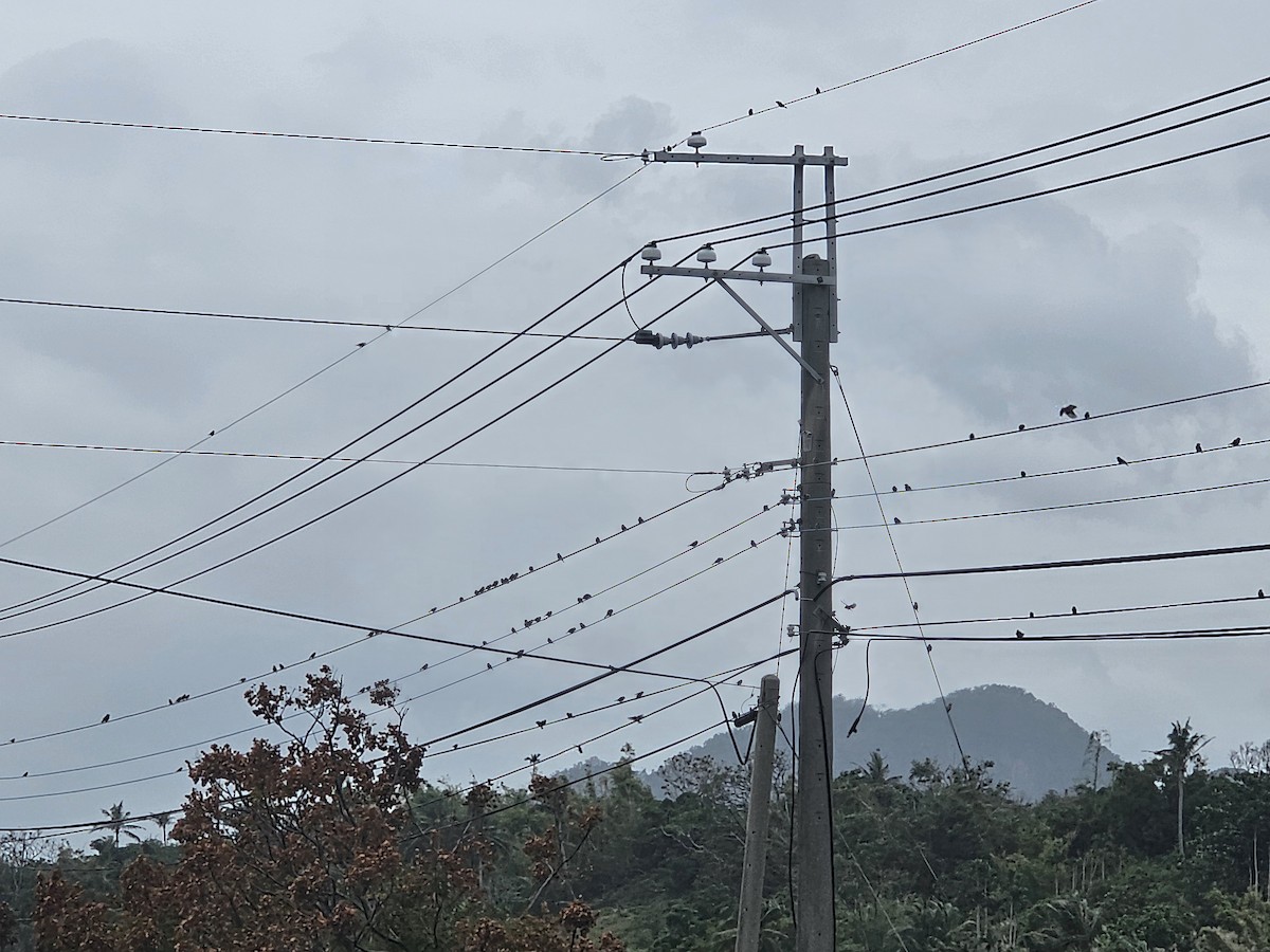 דרור הרים - ML646092616