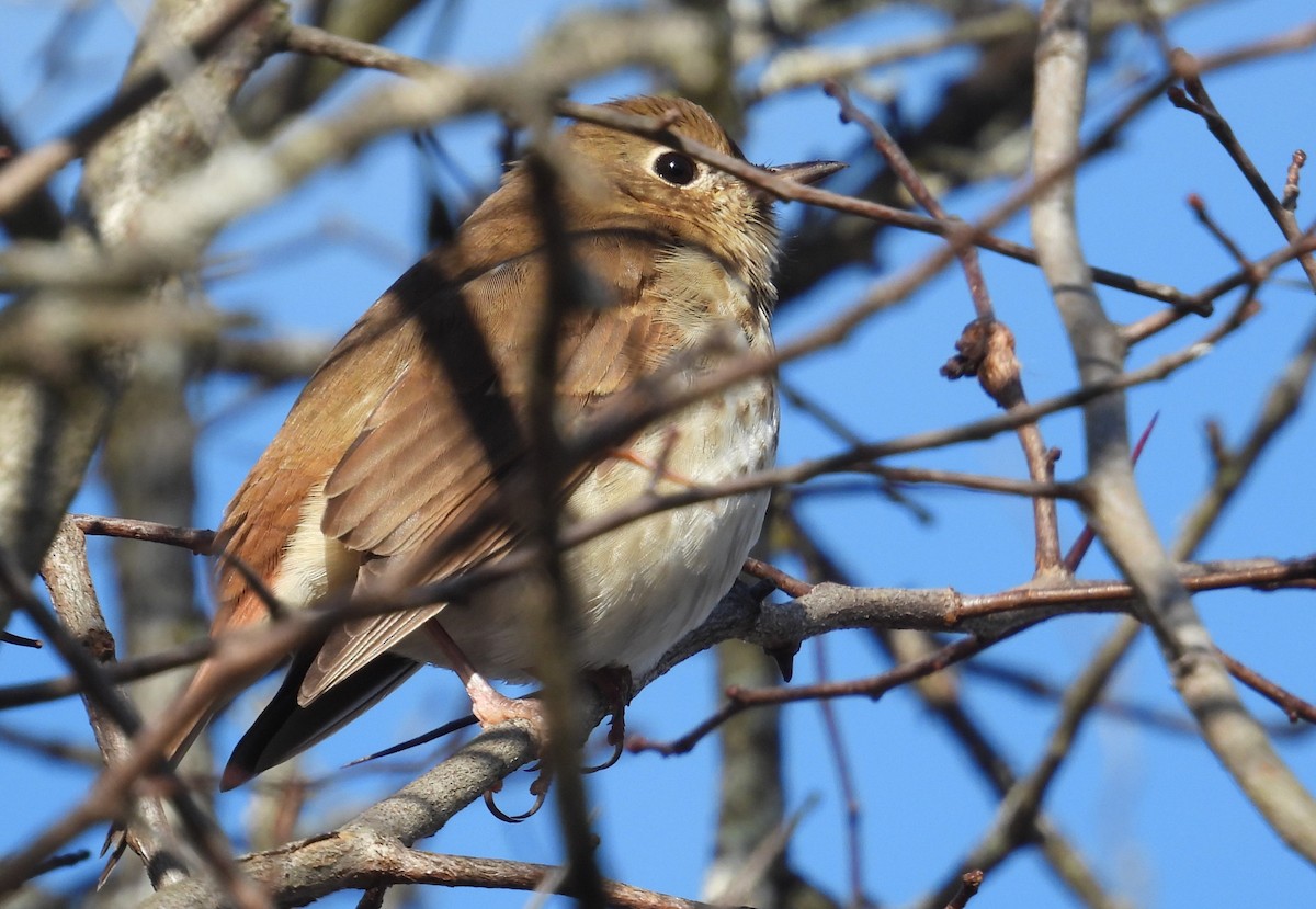 eremittskogtrost - ML646092619