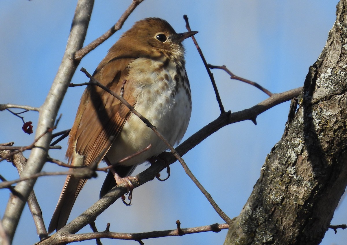 eremittskogtrost - ML646092620