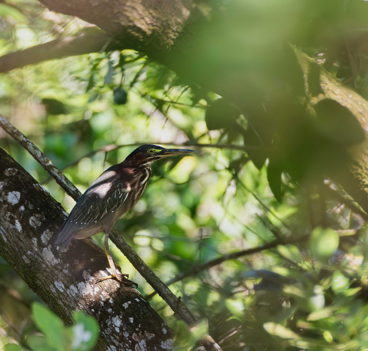 Green Heron - ML646092621