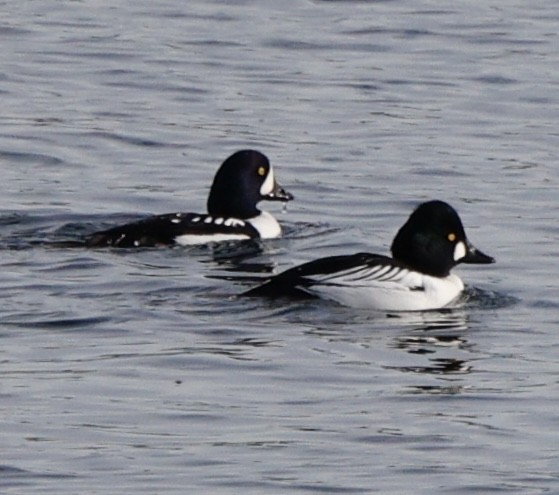 Barrow's Goldeneye - ML646092625