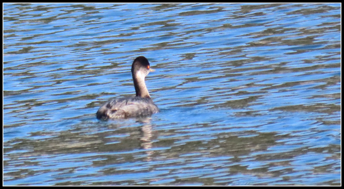 Grèbe à cou noir - ML646092642