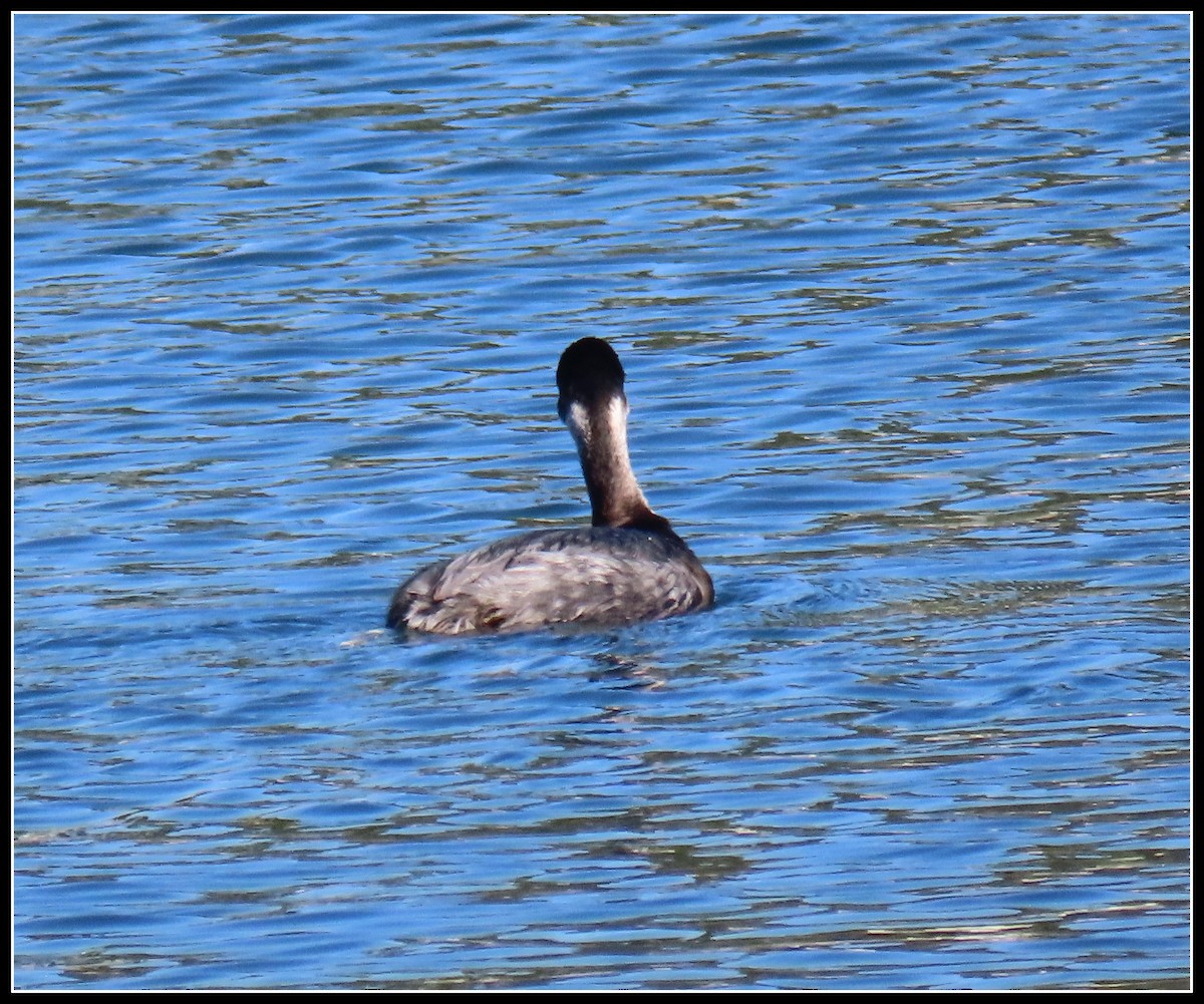 Grèbe à cou noir - ML646092643