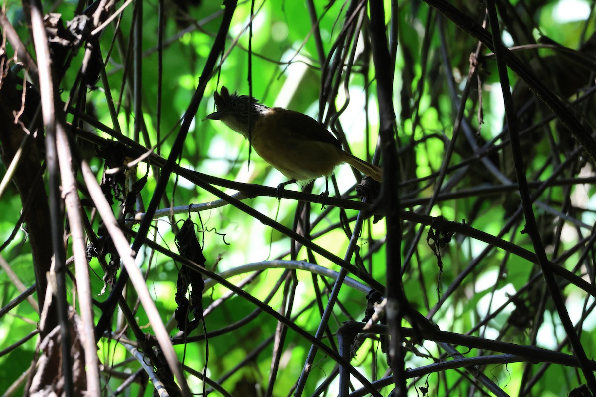 Batará Barrado - ML646092645