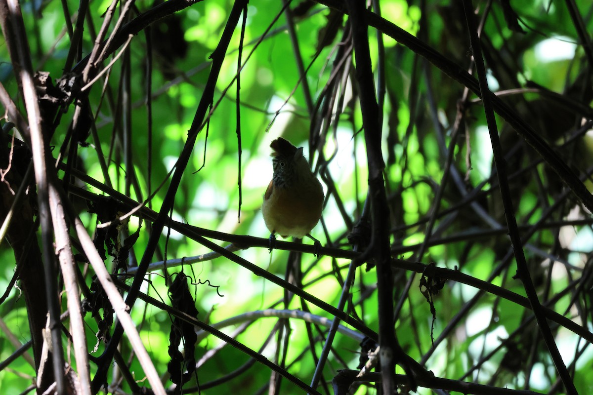 Batará Barrado - ML646092646