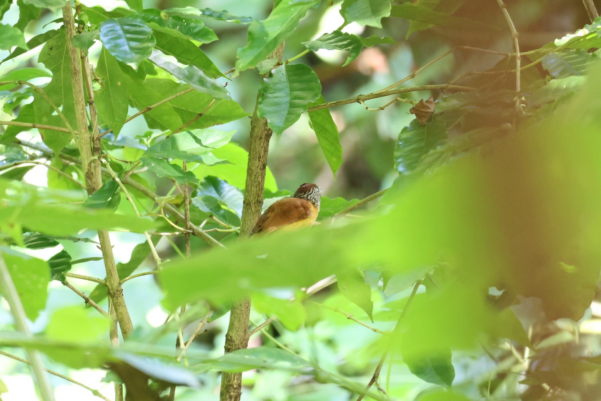 Batará Barrado - ML646092647