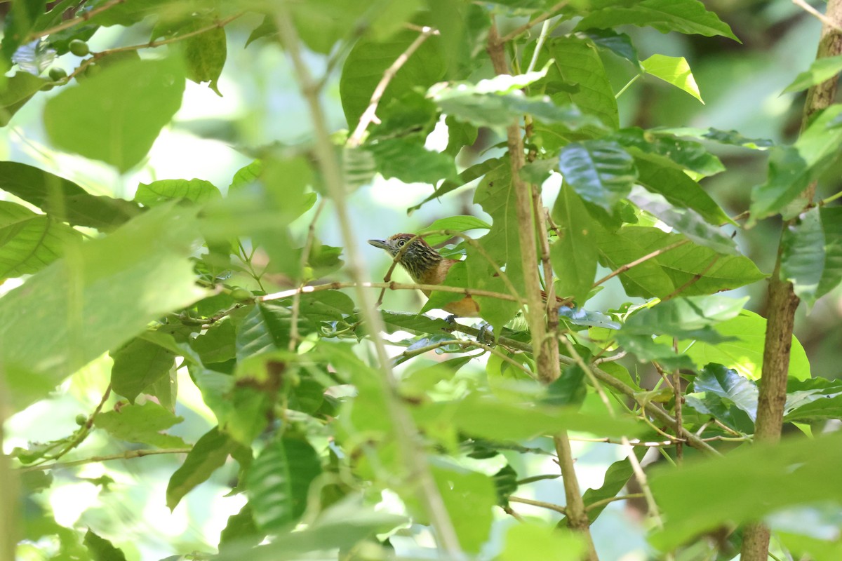 Batará Barrado - ML646092648
