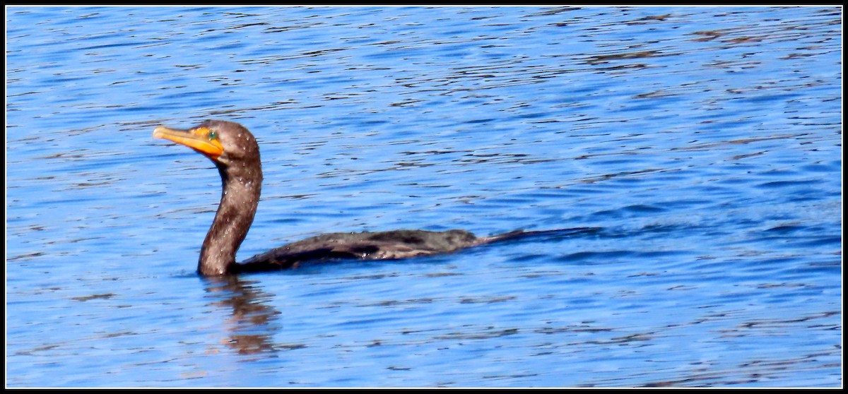 Double-crested Cormorant - ML646092649