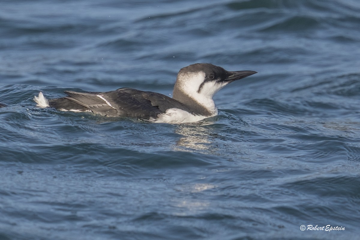Common Murre - ML646092650