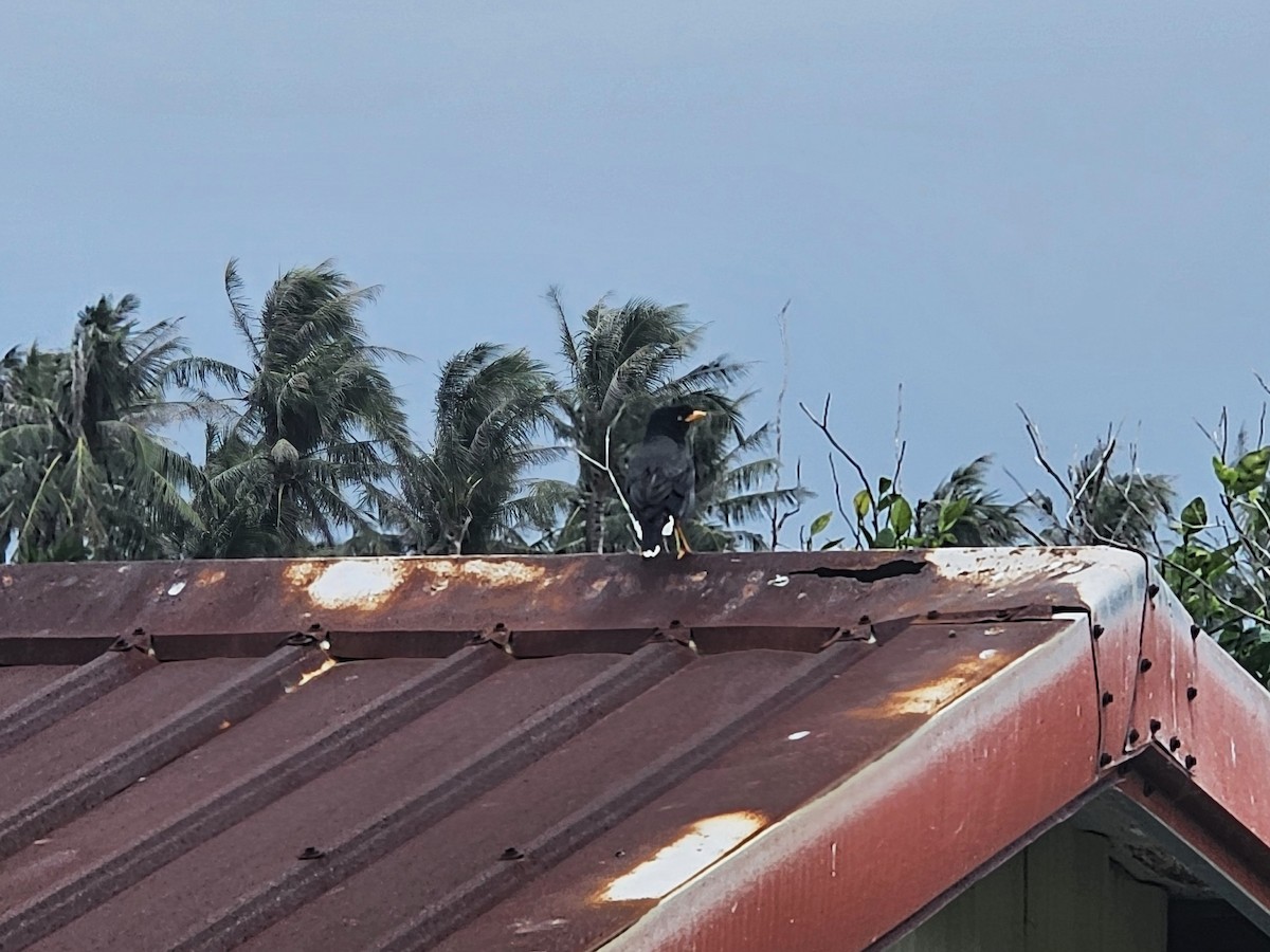 Javan Myna - ML646092653