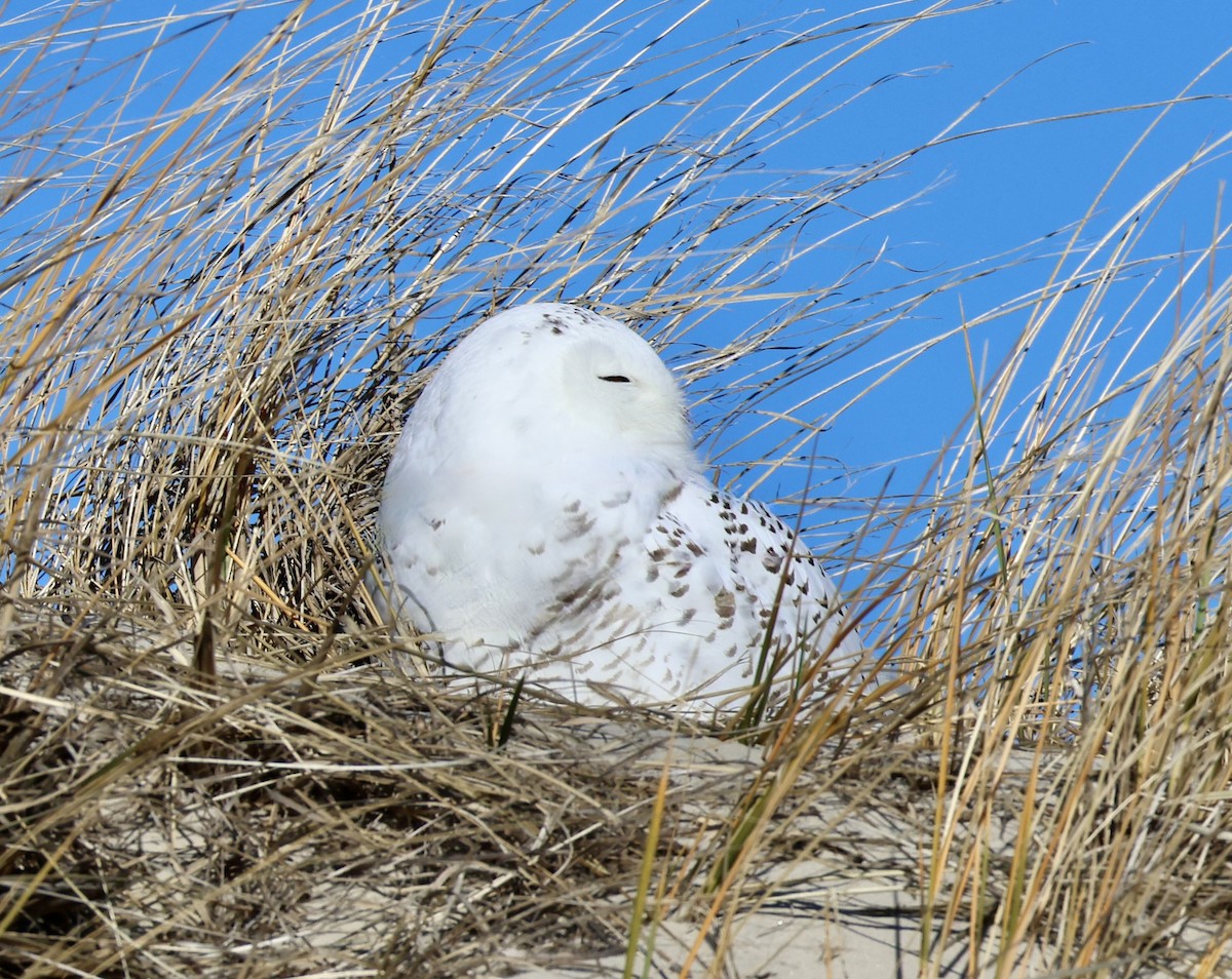 Snowy Owl - ML646092657